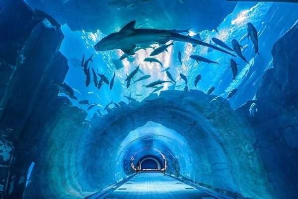 Dubai Mall Aquarium: Entry Timings, Ticket Prices