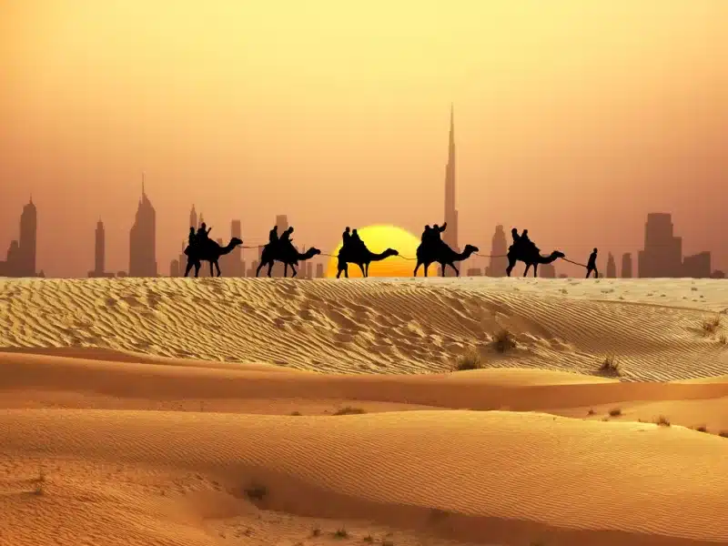 Dubai sunset camel rides