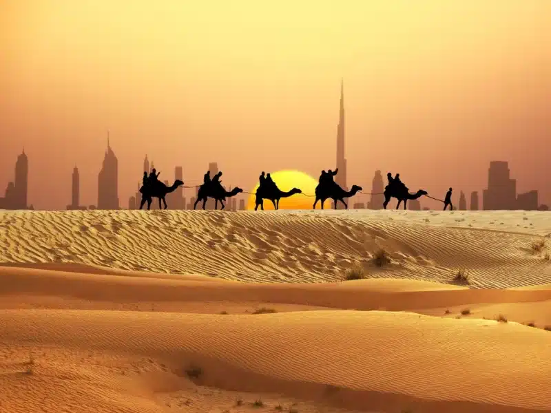 Dubai Sunset Camel Ride: All Details Explained